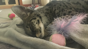 Sir. Gilmour Poo D Cat