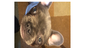Deebo<