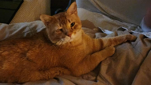 Cheeto<