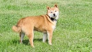 Suzuki<