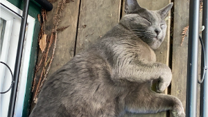 Lost Pet: Sacue