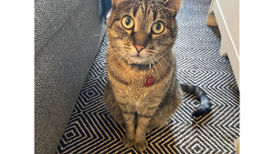 Leo<