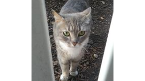 Missy Tipps - Lost Pet Database - Lost & Found Pets Near Me | PetLink