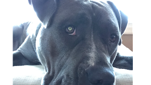 Lost Pet: XENA MATILDA