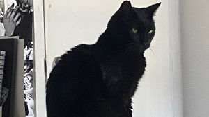 Smokey Boo<