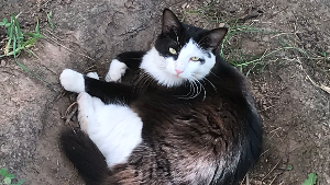 Luna<