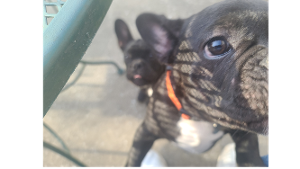 Sammy Lusk - Lost Pet Database - Lost & Found Pets Near Me | PetLink