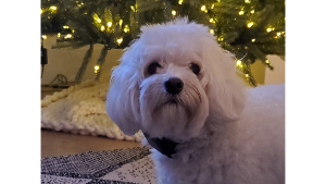 Kona<