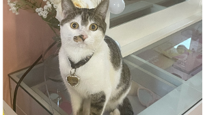 Aiko<