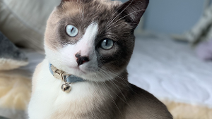 Otis<