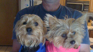 Lost Pet: todd thomas mitchell