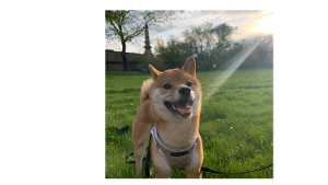 hakuna matata