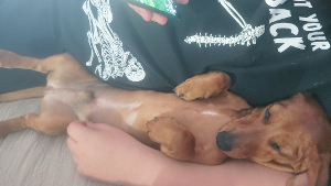 Beiner Weiner<