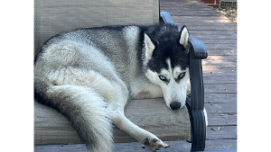Akita<