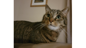 SIMON<