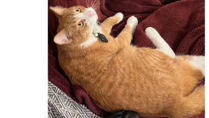 Mango<
