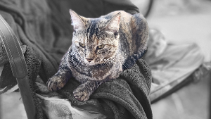 Felina<