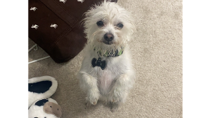 Milo<