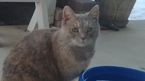 Momma Kitty<