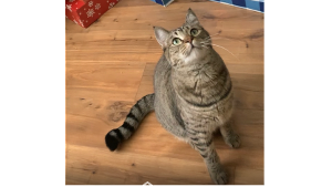 Luna<