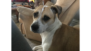 Bella<