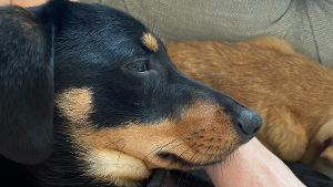 Ollie (rescue organization had his name as Bruno)<