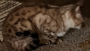 Nim<