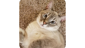 Chloe<