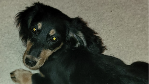 Snickers Bailey<