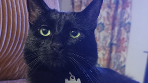 Jiji<