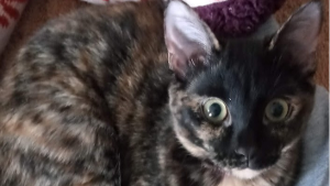 Mimi<