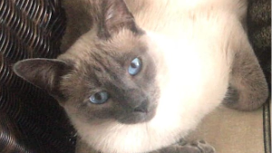 Sita<