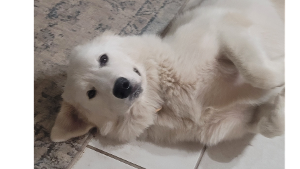 Zira<