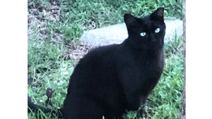 Shadow<