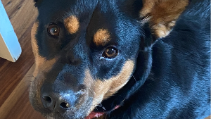 Gia<