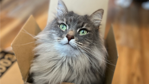 Frankie<