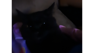 Mittens<