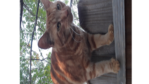 Leo<