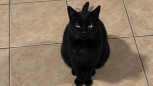 Miso<