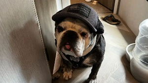 Digby<