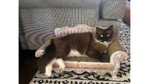 Mochi<