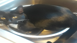 Basil<
