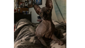 Anubis<