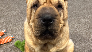 Honey Bear<