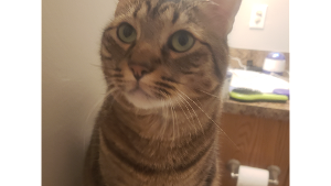 Simba<