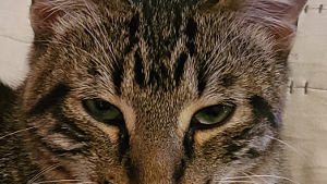 Neo<