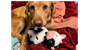 Emma Mathis - Lost Pet Database - Lost & Found Pets Near Me | PetLink