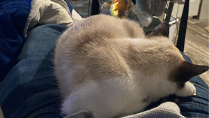 Rocket<