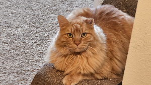 Lost Pet: Emperador