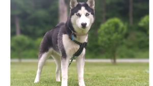 Lost Pet: Kitana